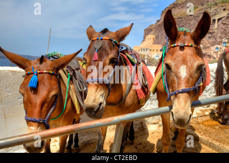 Pantoletten warten auf Touristen im alten Hafen von Fira, Santorini, Griechenland Stockfoto