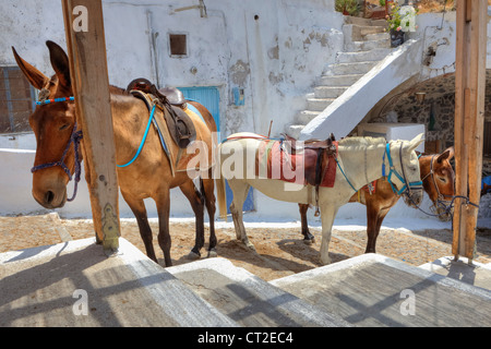 Pantoletten warten auf Touristen im alten Hafen von Fira, Santorini, Griechenland Stockfoto