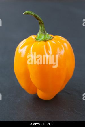 Gelbe Scotch Bonnet Chili Stockfoto