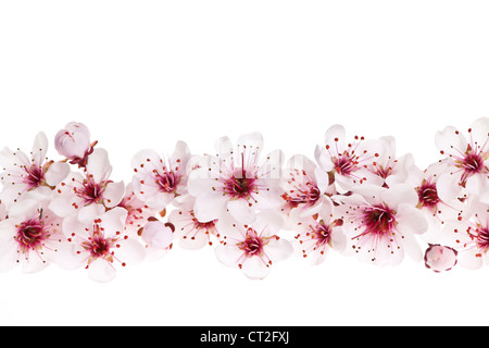 Rand des schönen Kirschblüten Blumen auf weißem Hintergrund Stockfoto
