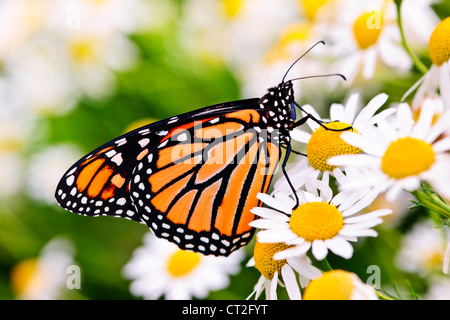 Bunte Schmetterling sitzt auf Kamillenblüten Stockfoto