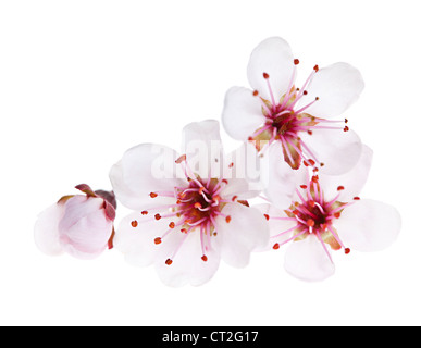 Kirschblüte Blüten Nahaufnahme isoliert auf weißem Hintergrund Stockfoto
