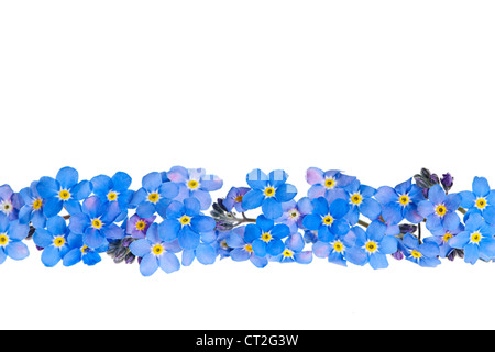 Anordnung der blauen Vergissmeinnicht Blumen isoliert auf weißem Hintergrund Stockfoto