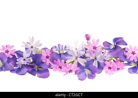 Anordnung der lila Veilchen und Moss rosa Blüten isoliert auf weißem Hintergrund Stockfoto