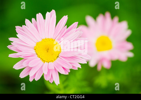 Rosa Gänseblümchen Blume Closeup (rosa Pyrethrum) Stockfoto