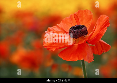 Eine einzelne orange Ranunkel-Blume, zeichnet sich unter einem Feld der Farbe. Stockfoto