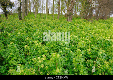 Eingeführte Pflanze, Alexanders, Smyrnium Oleraceum, wächst in feuchten Wäldern, Norfolk, UK, April Stockfoto