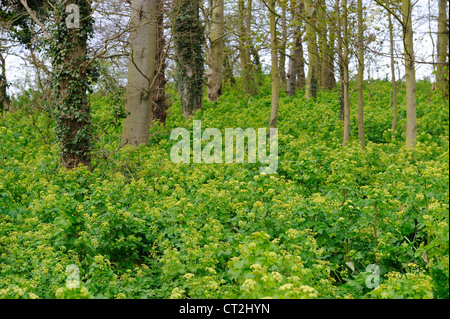 Eingeführte Pflanze, Alexanders, Smyrnium Oleraceum, wächst in feuchten Wäldern, Norfolk, UK, April Stockfoto