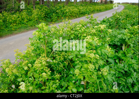 Eingeführte Pflanze, Alexanders, Smyrnium Oleraceum, wächst neben Landstraße, Norfolk, UK, April Stockfoto