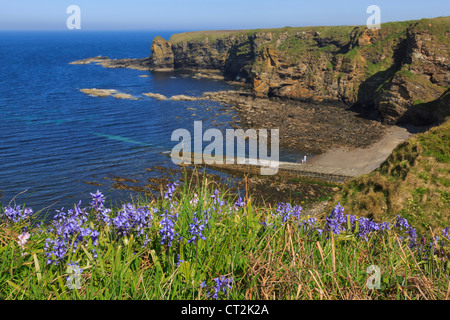 Ansicht Osten entlang der felsigen Küste von Dunnet Head mit Bluebell Blumen Blüte im Frühsommer. Brough Caithness Schottland, Vereinigtes Königreich Stockfoto