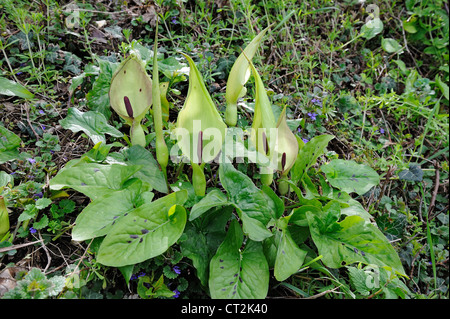 Wilde Arum, Cuckoo Pint oder Lords und Ladies (Arum Maculatum) zeigt die Blume Mantel und Blütenständen, Norfolk, Großbritannien, Mai Stockfoto