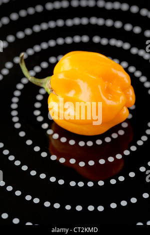 Gelbe Scotch Bonnet Chili auf schwarze Platte mit Spirale Platte Stockfoto