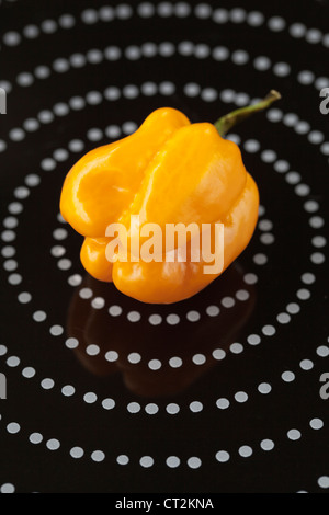 Gelbe Scotch Bonnet Chili auf schwarze Platte mit Spirale Platte Stockfoto