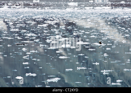 Kleine Eisberge, eins mit Weißkopfseeadler. Glacier Bay Nationalpark, Alaska. Stockfoto