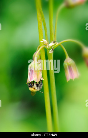 Bumble Bee Spp, Fütterung auf ornamentalen Allium Blumen, Allium Cernuum, Norfolk, UK, Juni Stockfoto