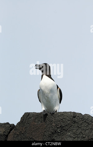 Tordalk, Alca Torda, einziger Vogel sitzt auf Felsen, Northumberland, UK, Juni Stockfoto