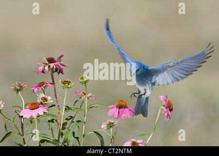 Bluebird Mountain schwebt in der Nähe von lila Sonnenhut Stockfoto