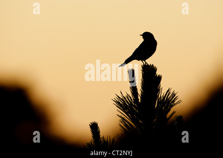 Mountain Bluebird at Sunset im National Rocky Mountains Park Vogel songbird Silhouette Ornithologie Natur Stockfoto