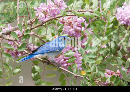 Bluebird in Pink Locust Blüten Blüten Blüten Vögel songbird Ornithologie Natur Stockfoto