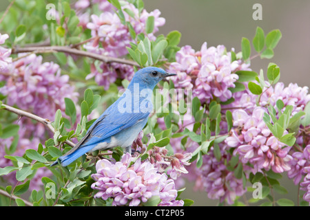 Bluebird in Pink Locust Blüten Blüten Blüten Vögel songbird Ornithologie Natur Stockfoto