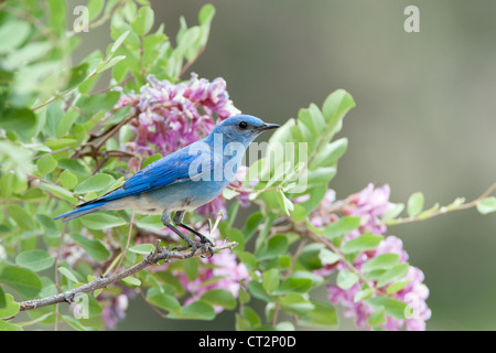 Bluebird in Pink Locust Blüten Blüten Blüten Vögel songbird Ornithologie Natur Stockfoto