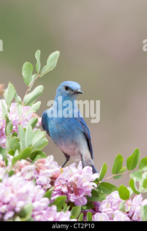 Bluebird hoch oben in Pink Locust Blumen Blüten Blüten Vogel songbird Ornithologie Natur - vertikal Stockfoto