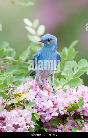 Bluebird hoch oben in Pink Locust Blumen Blüten Blüten Vogel songbird Ornithologie Natur - vertikal Stockfoto