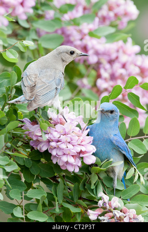 Mountain Bluebird Paar Bluebirds hoch oben in Pink Locust Blumen Blüten Blüten Vögel Singvögel Ornithologie Natur - vertikal Stockfoto