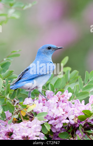 Bluebird hoch oben in Pink Locust Blumen Blüten Blüten Vogel songbird Ornithologie Natur - vertikal Stockfoto
