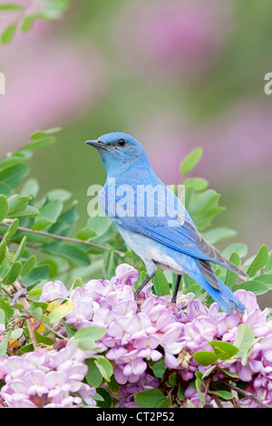Bluebird hoch oben in Pink Locust Blumen Blüten Blüten Vogel songbird Ornithologie Natur - vertikal Stockfoto