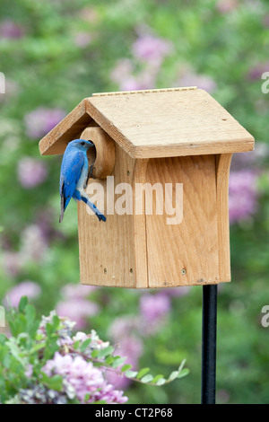 Mountain Bluebird on Bird House von Pink Locust Blumen Blüten Blüten Vogel songbird Ornithologie Natur - vertikal Stockfoto
