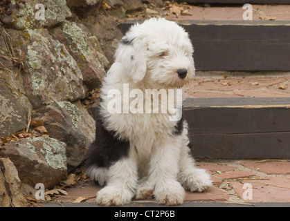 Old English Sheepdog Welpen auf Schritt Stockfoto