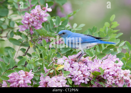 Bluebird in Pink Locust Blüten Blüten Blüten Vögel songbird Ornithologie Natur Stockfoto