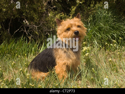 Norwich Terrier sitzend Stockfoto