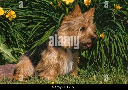 Norwich Terrier sitzend Stockfoto