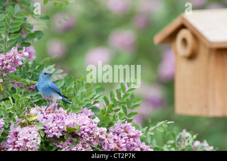 Die Blüten der Gebirgsblume auf der rosafarbenen Heuschrecke blühen mit einem Vogelhaus im Hintergrund der Natur der songbird Ornithologie Stockfoto