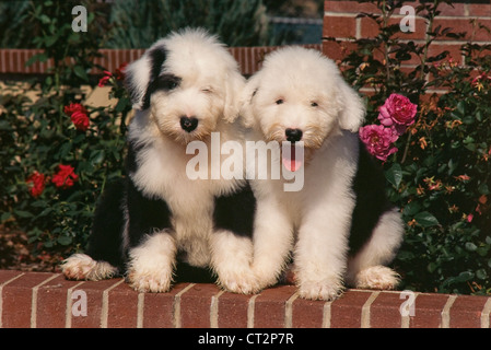 Old English Sheepdog Welpen sitzen Stockfoto