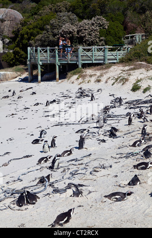 Touristen an der afrikanischen Pinguinkolonie am Boulders Beach, Südafrika Stockfoto