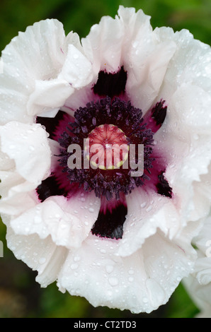 Mohn, Papaver Orientale, "Marcus Perry", England, Juni Stockfoto