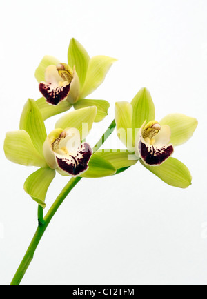 Cymbidium Orchidee Stockfoto