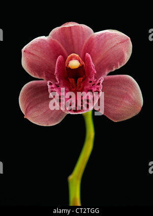 Cymbidium Orchidee Stockfoto