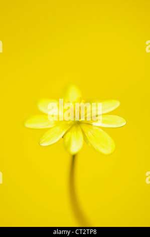 Ranunculus Ficaria, Schöllkraut Stockfoto