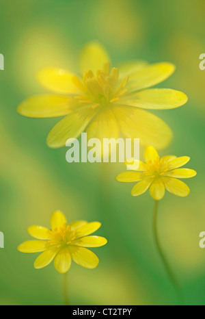 Ranunculus ficaria, Celandine Stockfoto