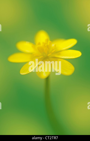 Ranunculus Ficaria, Schöllkraut Stockfoto