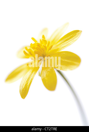 Ranunculus Ficaria, Schöllkraut Stockfoto