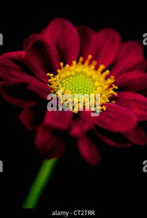 Chrysantheme Stockfoto