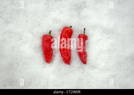 Capsicum Annuum, Chili Stockfoto