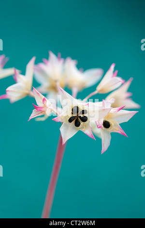 Allium Crispum, Zwiebel, wilde Zwiebel Stockfoto