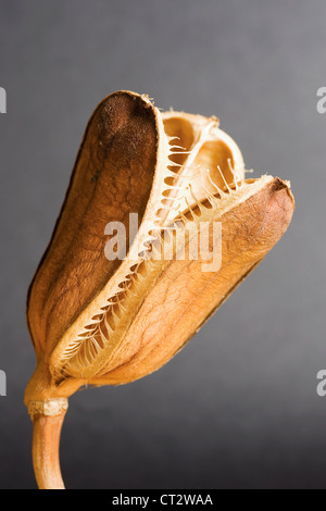 Lilium Giganteum, Lily Stockfoto