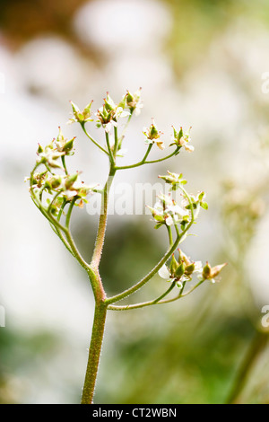 Darmera Peltata, Regenschirm Anlage Stockfoto